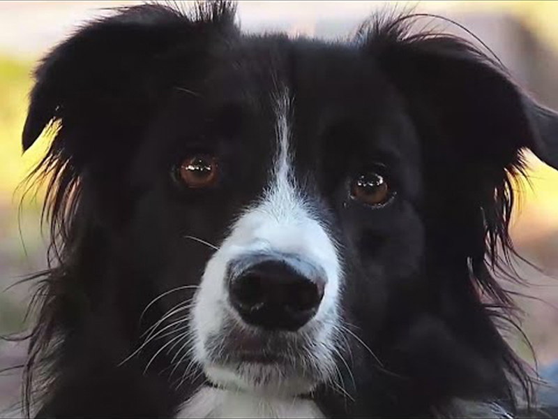 Gambol Pet Food : Technologie de production de pointe