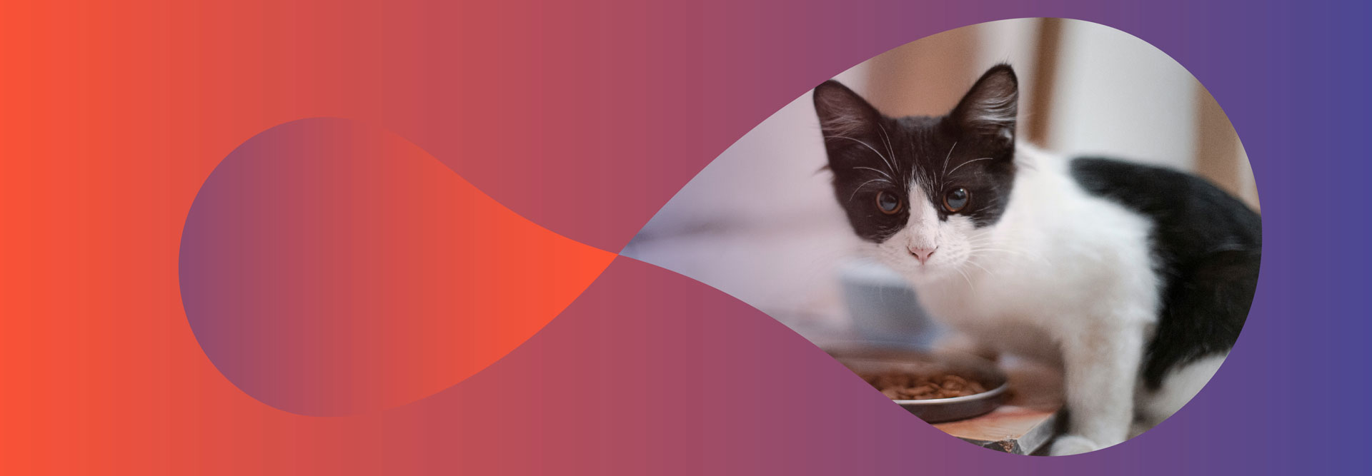 Aliment pour chat à nutrition avancée pour toutes les étapes de la vie