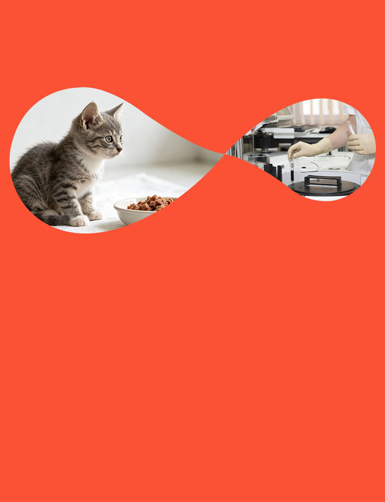 Vidéos de nourriture pour animaux