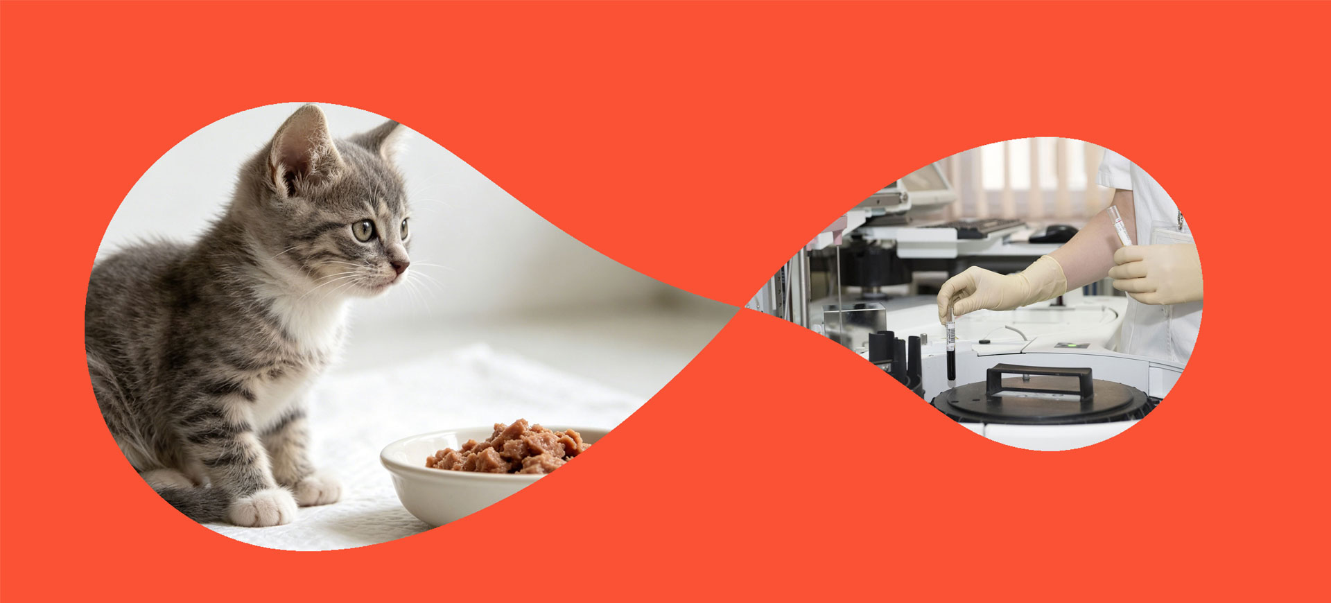 Vidéos de nourriture pour animaux