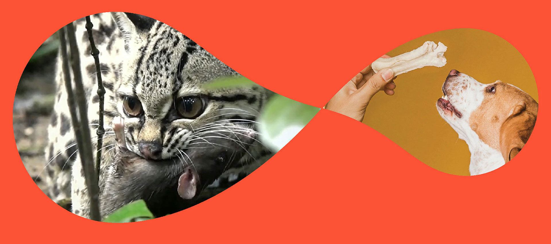 FAQ sur la nourriture pour animaux de compagnie