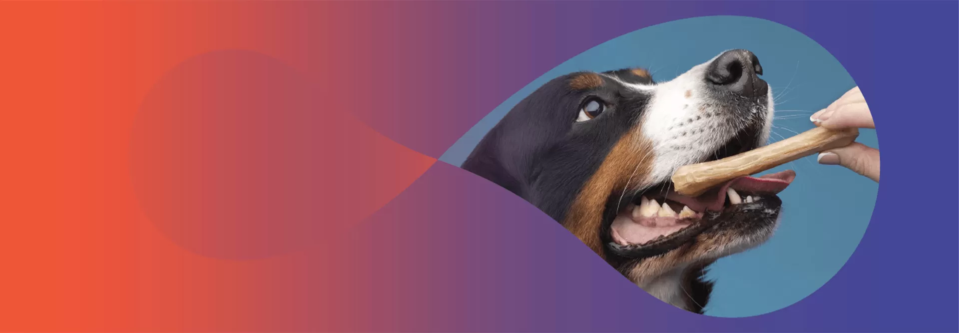 Alimentation avancée pour chiens de toutes races et de tous âges