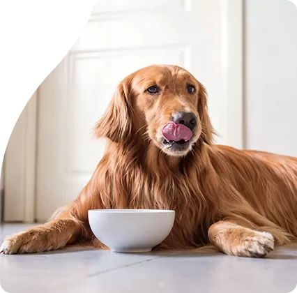 Crunchy Soutien Dentaire : La récompense quotidienne classique